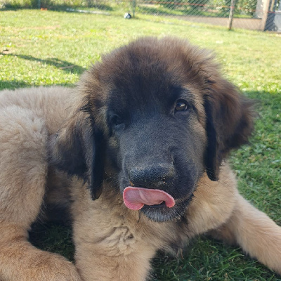 Elevage Du Jardin Des Fruits Du Soleil - Leonberger - Portée née le 24/06/2024